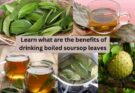 what are the benefits of drinking boiled soursop leaves