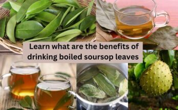 what are the benefits of drinking boiled soursop leaves